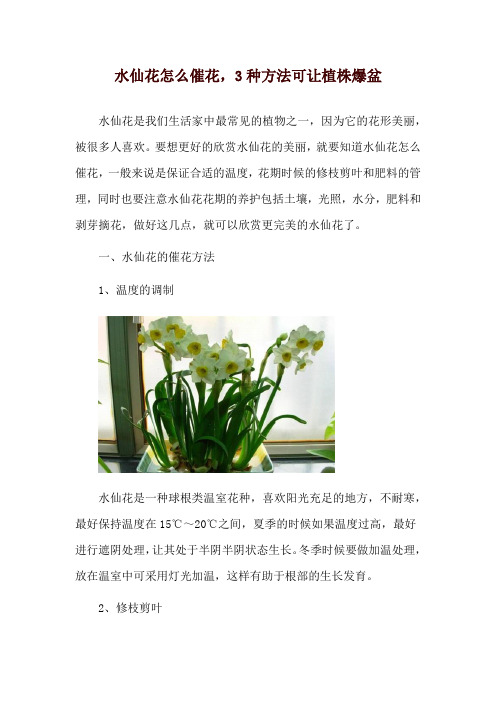 水仙花怎么催花,3种方法可让植株爆盆