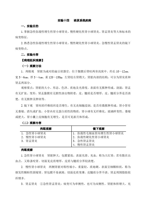 疾病学基础 实验十四 泌尿系统疾病