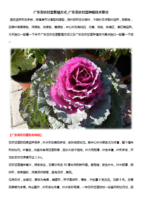 广东羽衣甘蓝繁殖方式广东羽衣甘蓝种植技术要点