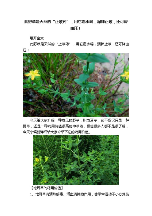 此野草是天然的“止咳药”，用它泡水喝，润肺止咳，还可降血压！