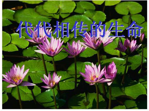 七年级科学下册 第1章 代代相传的生命复习课件1浙教级下册自然科学课件