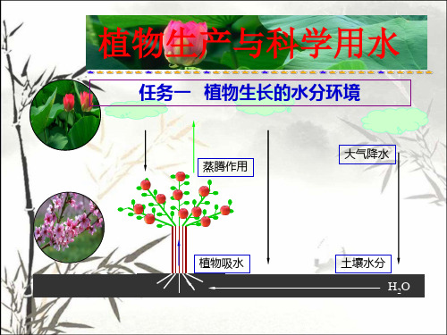 植物生产的水分条件-PPT