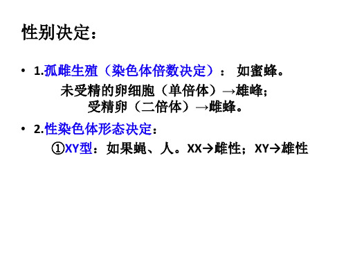 人教版高中生物必修二2.3伴性遗传教学课件 (共36张PPT)