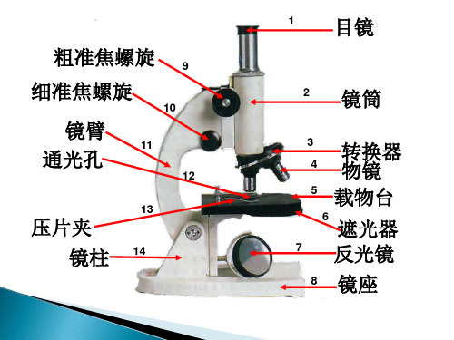 课时2显微镜的使用