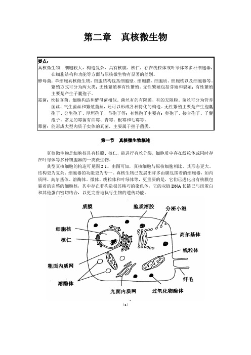 2微生物第二章 真核微生物