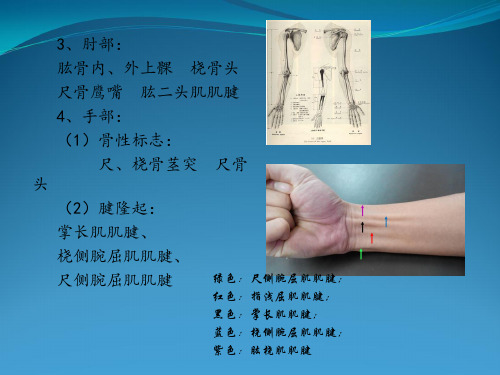 麻醉解剖学  上肢