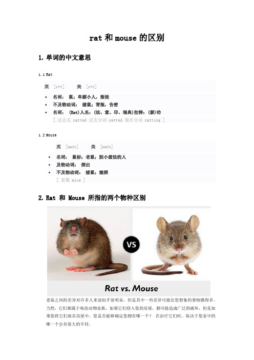 rat和mouse的区别