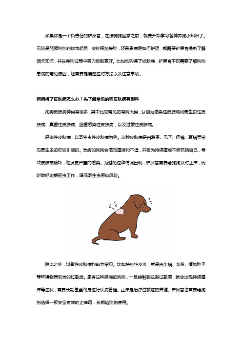 狗狗得了皮肤病怎么办？这些方法可以试试