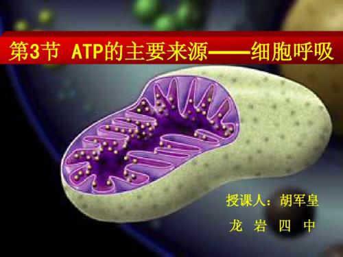 ATP的主要来源——细胞呼吸
