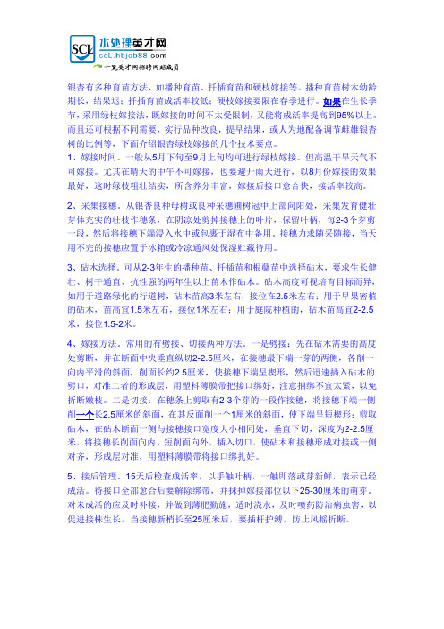 银杏树绿枝嫁接的5个技术要点