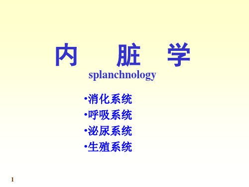 消化系统--内脏学剖析