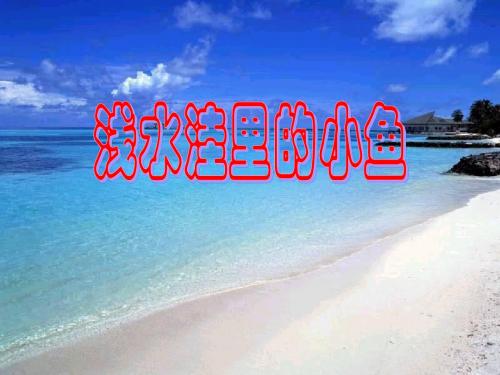 《浅水洼里的小鱼》PPT课件