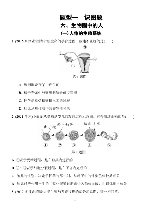 2019年中考生物重点题型突破题型一识图题6.生物圈中的人(含答案解析)