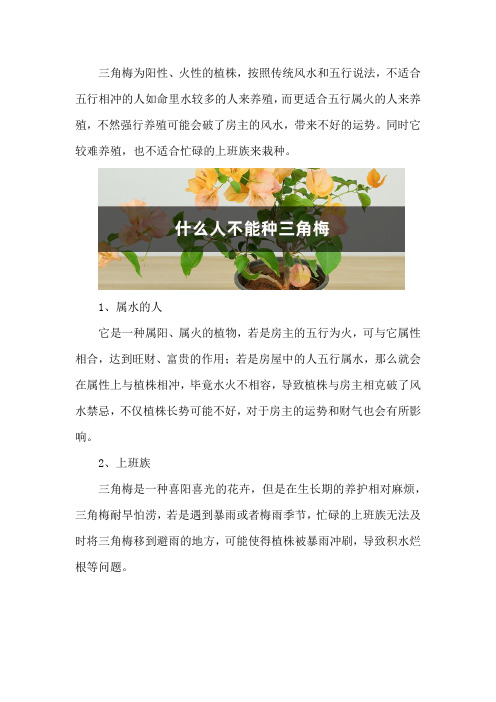 什么人不能种三角梅