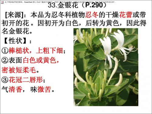 金银花-青蒿(33-37)