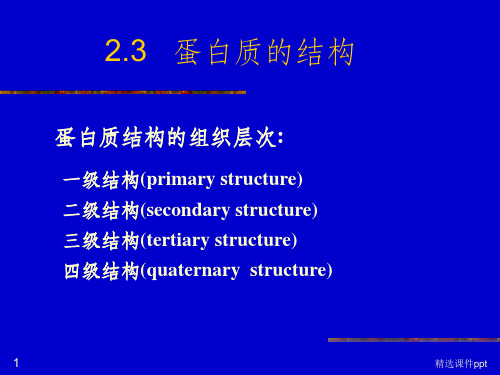 《蛋白质的结构》PPT课件