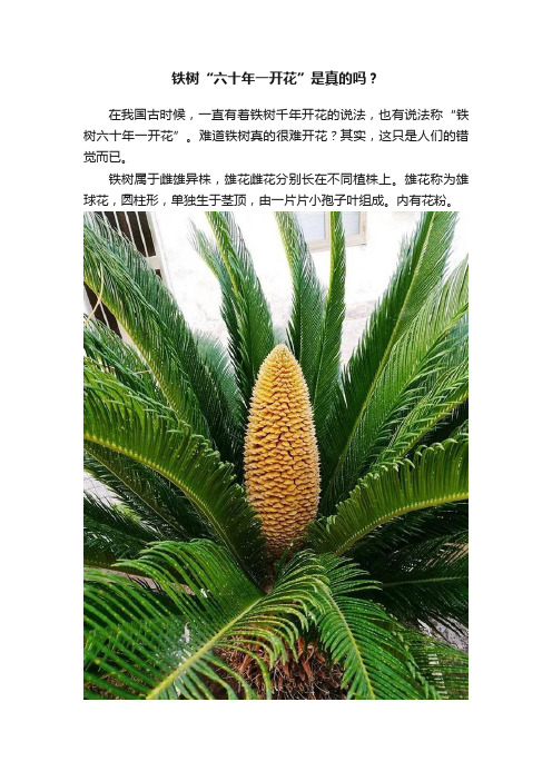 铁树“六十年一开花”是真的吗？