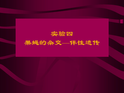 实验四 果蝇的杂交——伴性遗传