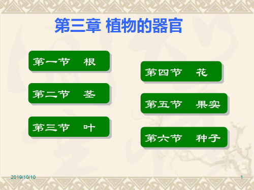 药用植物学与生药学第三章植物的器官一根、茎、叶