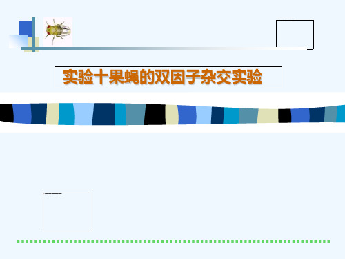 实验十果蝇的双因子杂交实验