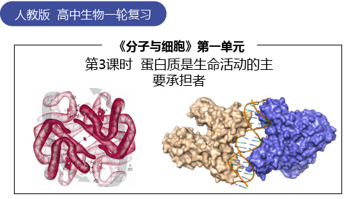 高三一轮复习生物蛋白质是生命活动的主要承担者课件