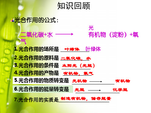 绿色植物的呼吸作用课件人教版生物七年级上册