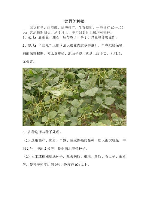 绿豆的种植