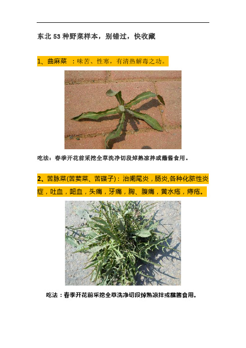 东北53种山菜的图片及功效