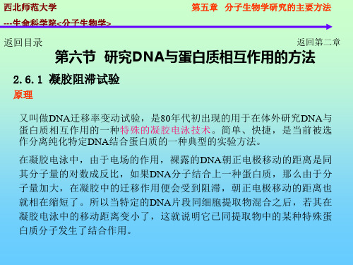 分子生物学的研究方法-DNA-蛋白质相互作用