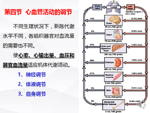 人体机能学-心血管活动的调节