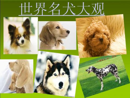 世界名犬宠物狗宠物猫简介