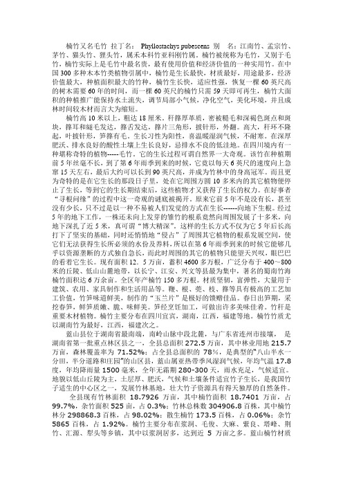 楠竹又名毛竹 拉丁名