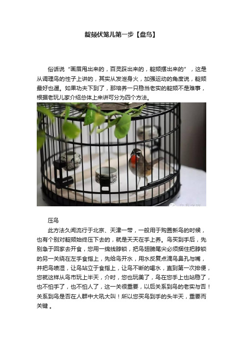 靛颏伏笼儿第一步【盘鸟】