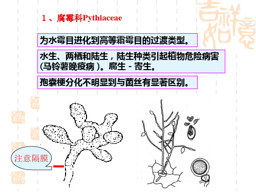 第二章鞭毛菌亚门之二aj共32页