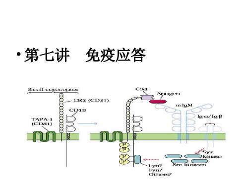 第七讲 细胞免疫应答