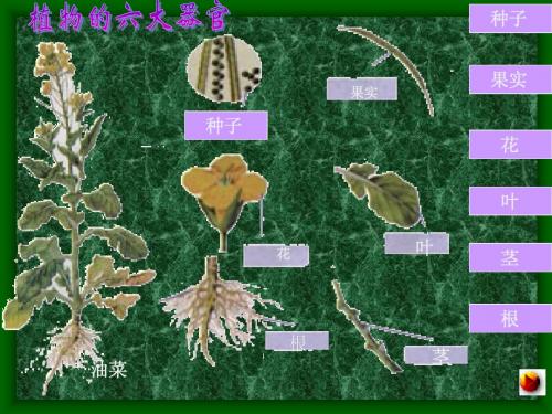 植物体的结构层次1