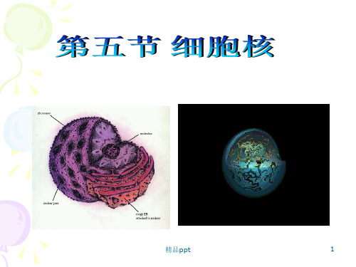 细胞生物学第三章第五节细胞核PPT课件