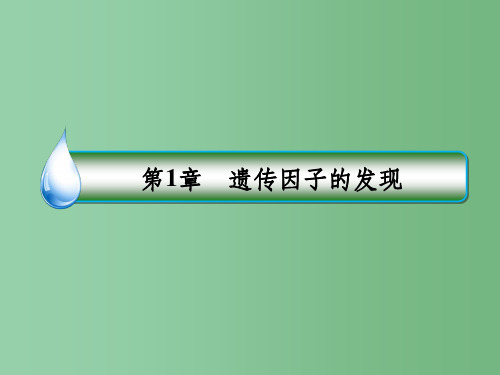 高中生物 第1章 遗传因子的发现 第1节 孟德尔的豌豆杂交实验(一)课件 新人教版必修2