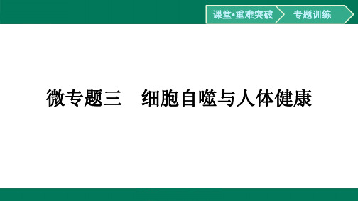 微专题3细胞自噬与人体健康-2024-2025学年高二生物选择性必修1(人教版)配套课件