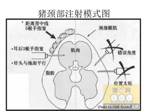 猪注射部位图片精品PPT课件