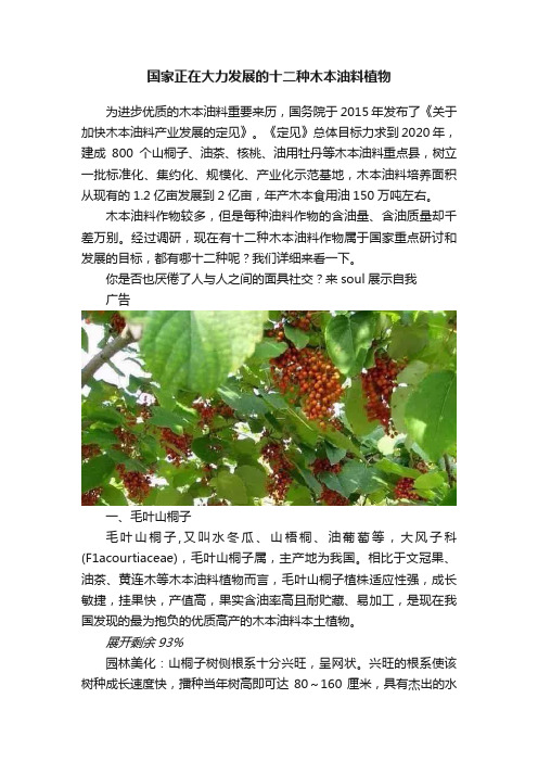 国家正在大力发展的十二种木本油料植物