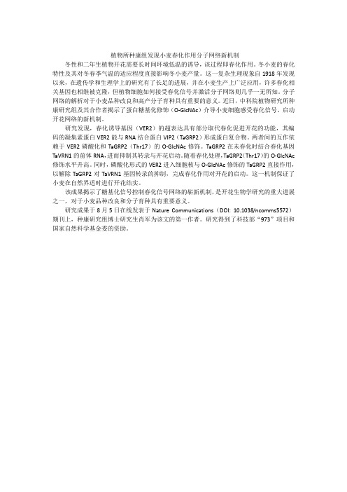 小麦春化作用分子网络新机制