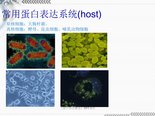 蛋白表达概述课件