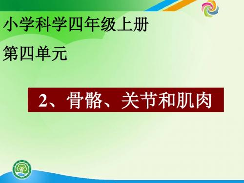 教科版科学四上《骨骼关节和肌肉》PPT课件6