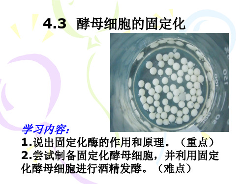 人教版高中生物选修一4.3《酵母细胞的固定化》