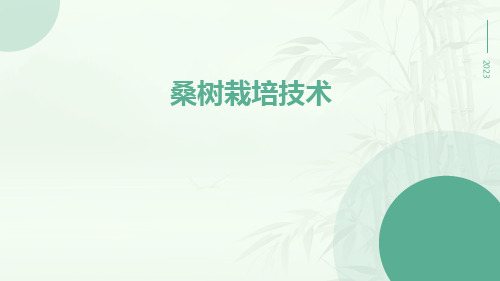 桑树栽培技术