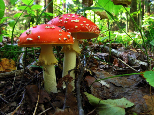 人教版初中生物课标版八年级上册第五单元第四章第三节 真菌(共45张PPT)