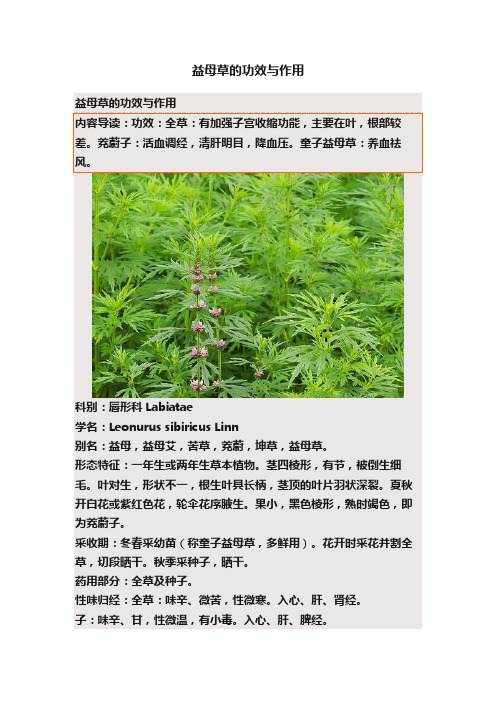 益母草的功效与作用