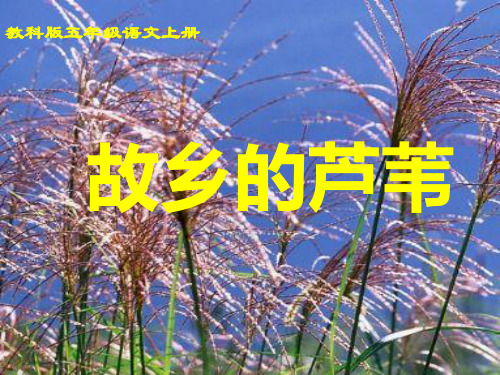 《故乡的芦苇》课件