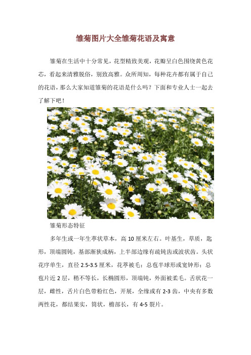 雏菊图片大全 雏菊花语及寓意